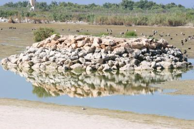 Another birds island