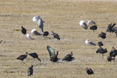 Glossy Ibis