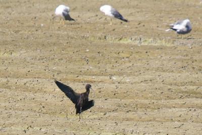 Glossy Ibis