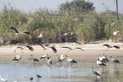 White Stork