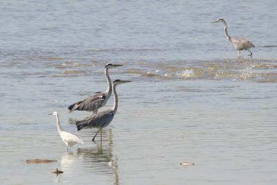 Grey Heron