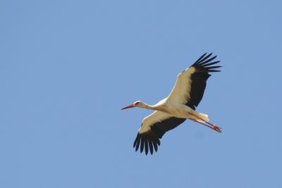 White Stork