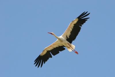 White Stork