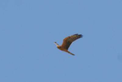 Marsh Harrier