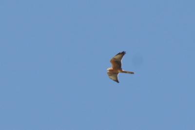 Marsh Harrier
