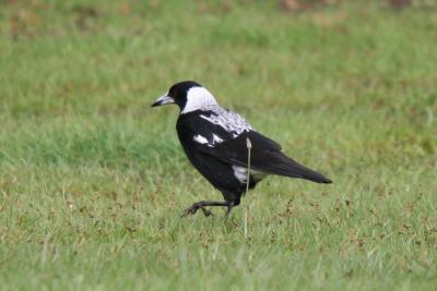v3/19/301719/3/51432998.800x600AustralianMagpie.jpg