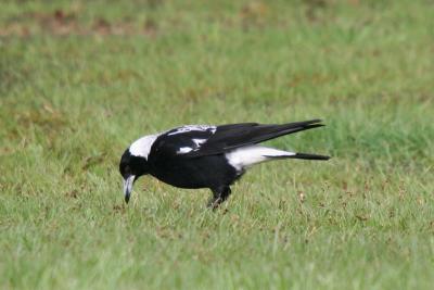 v3/19/301719/3/51432999.800x600AustralianMagpie2.jpg