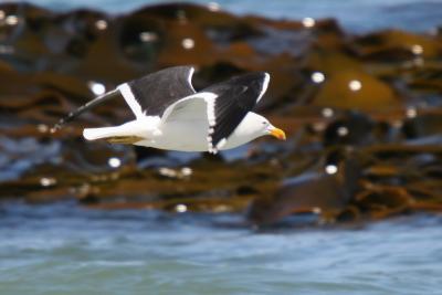 Black-Back Gull