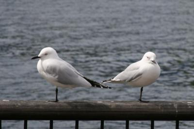 Black-Bill Gull