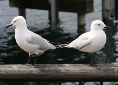 Black-Bill Gull