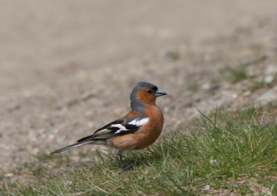 Chaffinch