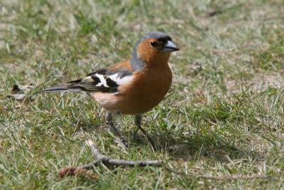 Chaffinch