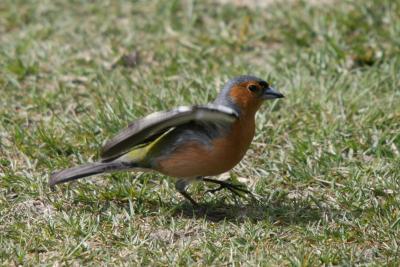 Chaffinch