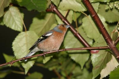 Chaffinch