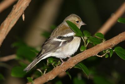 Chaffinch