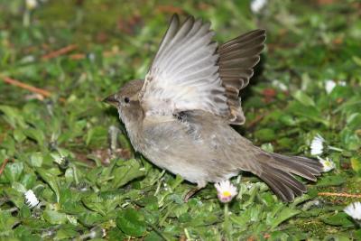 Dunnock