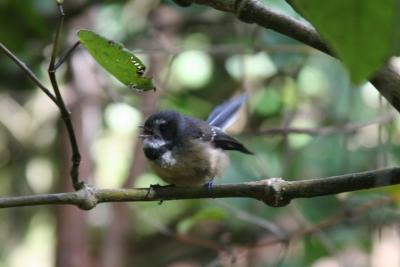FanTail