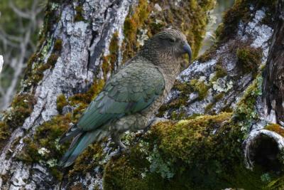 Kea