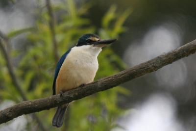 KingFisher