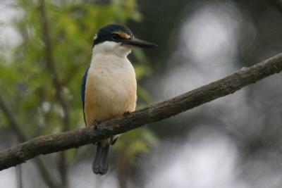 KingFisher