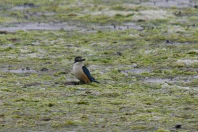 Kingfisher