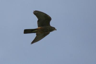 New-Zealand Falcon