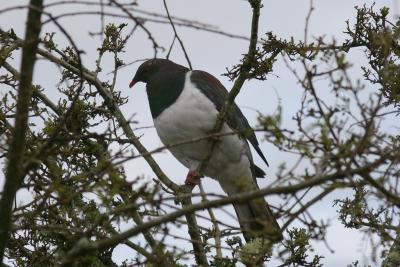 New-Zealand Pigeon