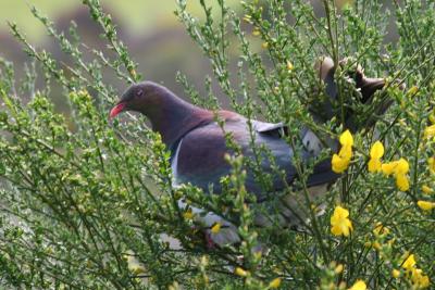New-Zealand Pigeon