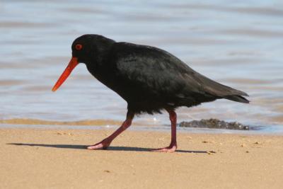Oystercatcher