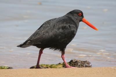 Oystercatcher