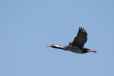 Pied Shag