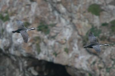 Pied Shag