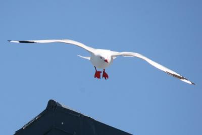 Red Billed Gull