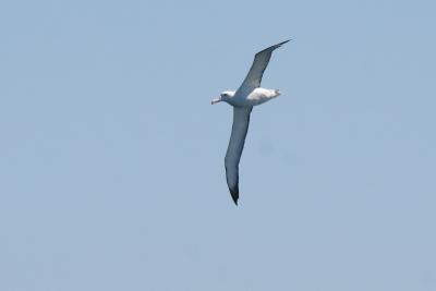 Royal Albatross