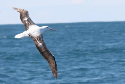 Royal Albatross