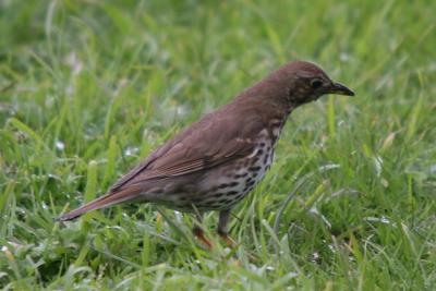 Song Thrush