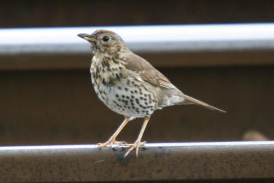 Song Thrush