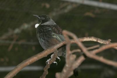 Tui
