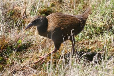 Weka