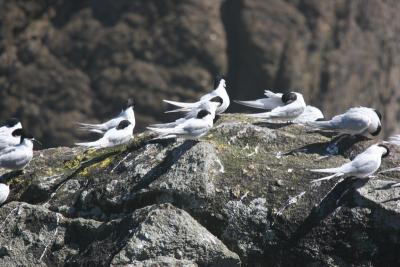 White-Fronted Tern