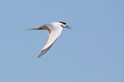 White-Fronted Tern