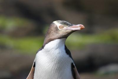Yellow-Eye Penguin