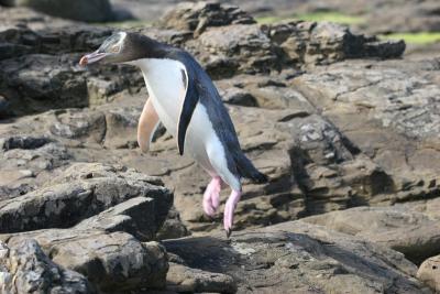 Yellow-Eye Penguin