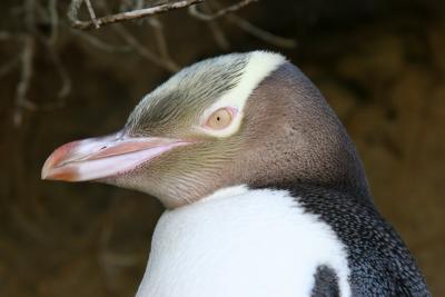 Yellow-Eyed Penguin