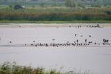 Flamingo in Israel