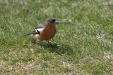 Chaffinch