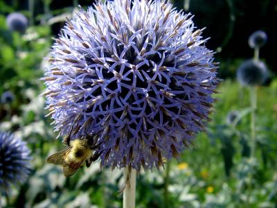 Globe_Thistle_DSC00448.jpg