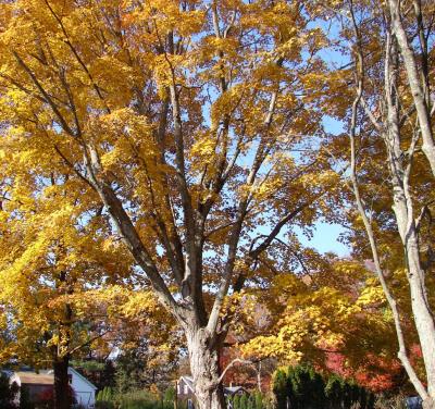 Fall_2005-2.jpg