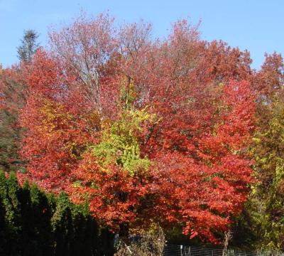 Fall_2005-3.jpg