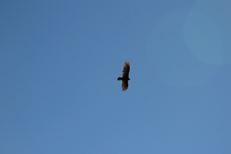 IMG_6599.jpg